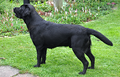 Labrador Hundezucht Niemeyer