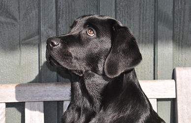 Labrador Hundezucht Niemeyer