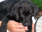 Susanne Niemeyer - Labrador Hundezucht Niemeyer Susanne Niemeyer - Labrador Hundezucht Niemeyer