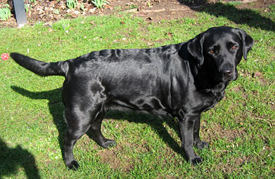 Zuchthndin Nele - Labrador Hundezucht Niemeyer