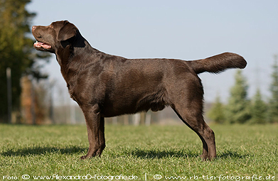 Deckrüde Puma - Labrador Hundezucht Niemeyer